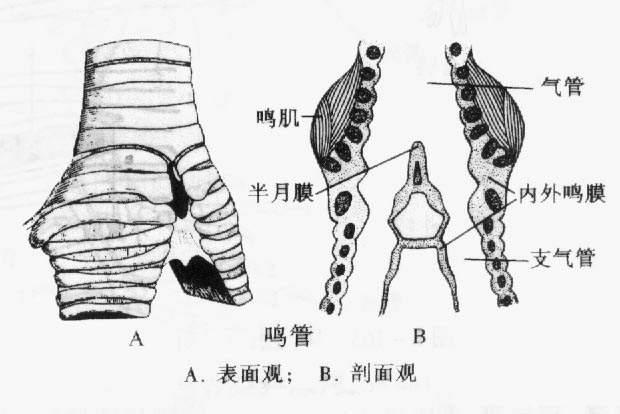 母鸡为什么会打鸣？插图1%