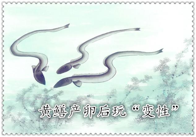 母鸡为什么会打鸣？插图2%