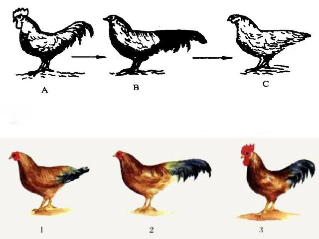 母鸡为什么会打鸣？插图4%