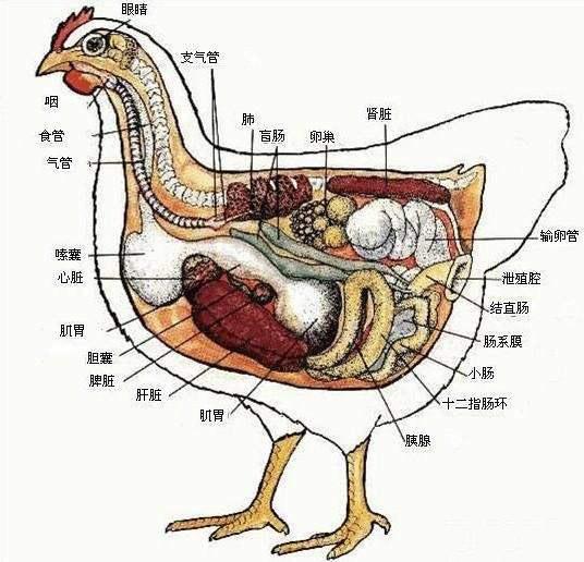 母鸡为什么会打鸣？插图3%