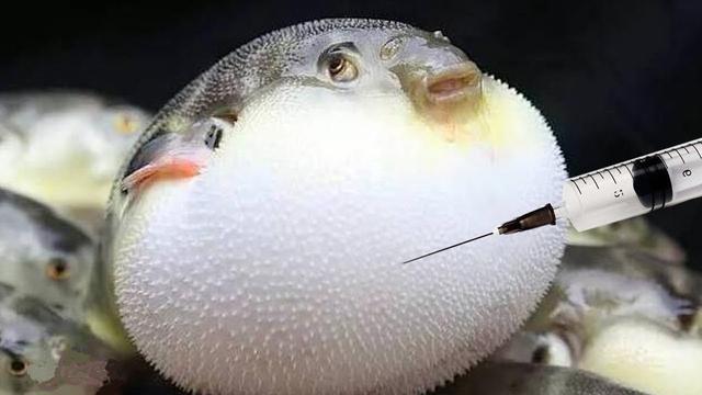 河豚为什么会鼓起来？插图2%