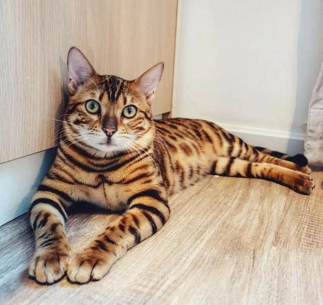 孟加拉豹猫：一种很多人想养却养不起的猫，除非你有矿插图%