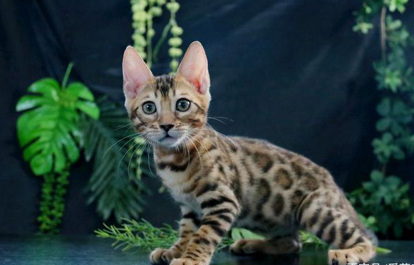 孟加拉豹猫：一种很多人想养却养不起的猫，除非你有矿插图2%