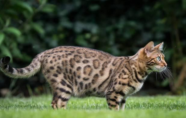 孟加拉豹猫：一种很多人想养却养不起的猫，除非你有矿插图1%