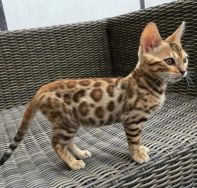 孟加拉豹猫：一种很多人想养却养不起的猫，除非你有矿插图3%