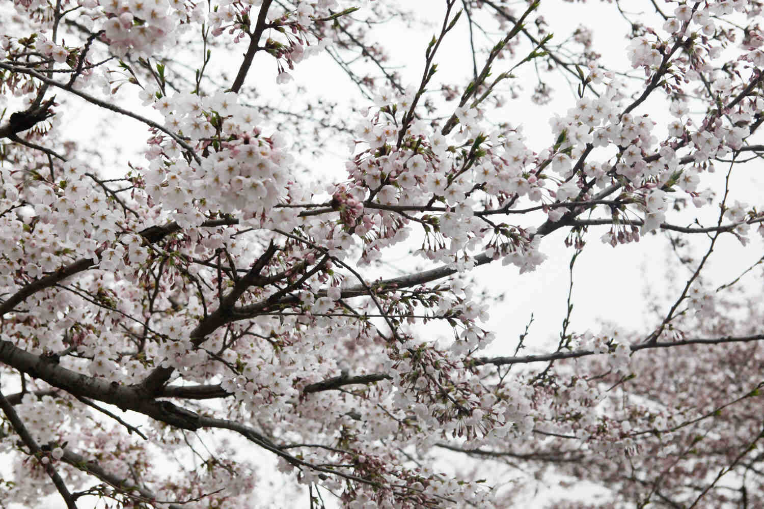 樱花 樱花什么时候开花