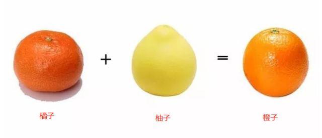橙子竟然是橘子和柚子杂交而来的？插图1%