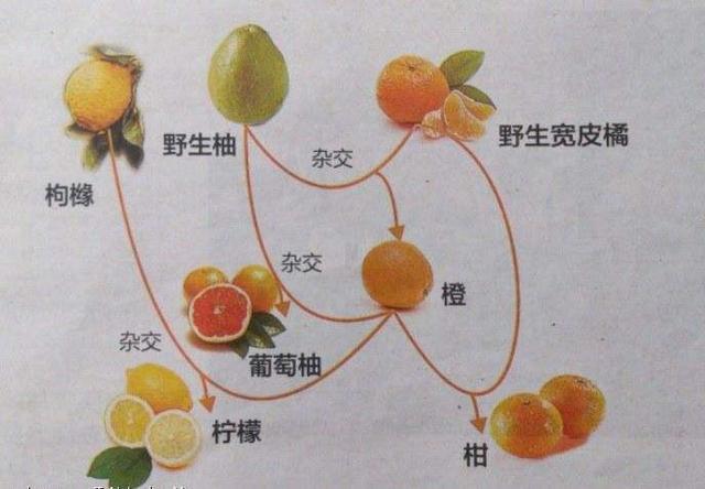 橙子竟然是橘子和柚子杂交而来的？插图2%