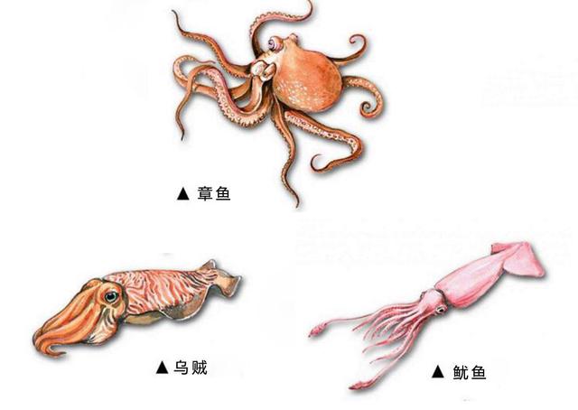 大王乌贼是乌贼吗？插图1%