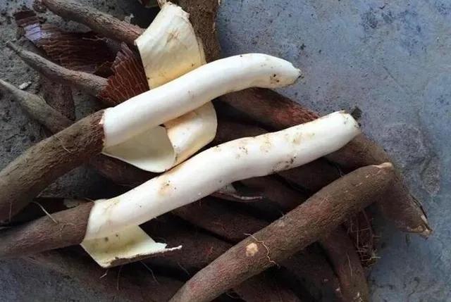 木薯有毒吗？插图1%