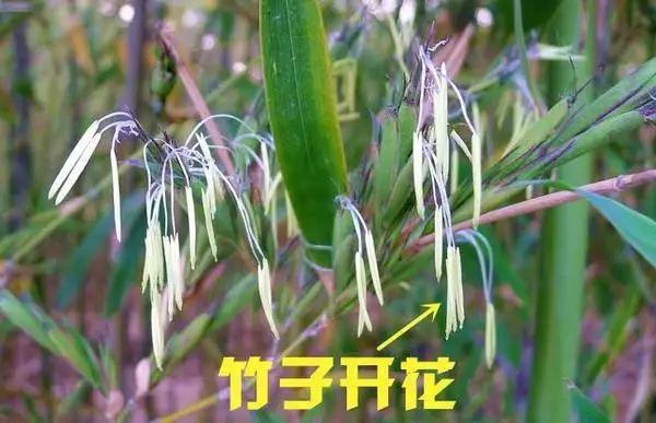 竹子为什么会开花？插图%