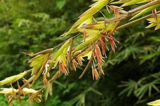 竹子为什么会开花？插图2%