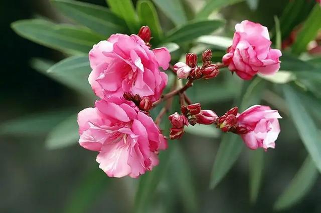 生活中有哪些有毒的花？插图%