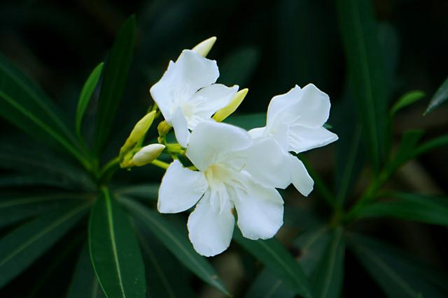 生活中有哪些有毒的花？插图1%