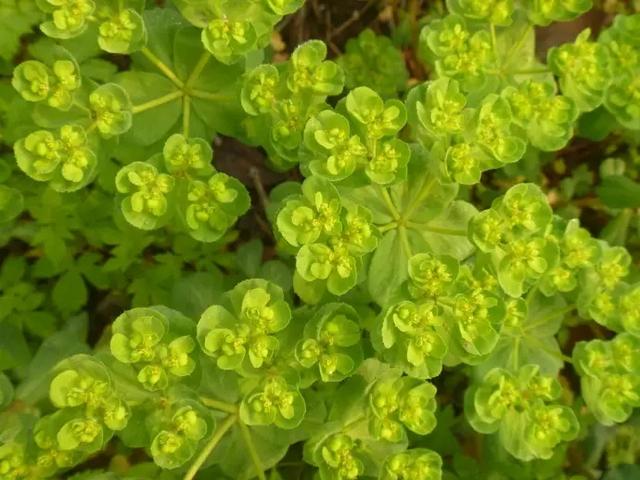 生活中有哪些有毒的花？插图3%