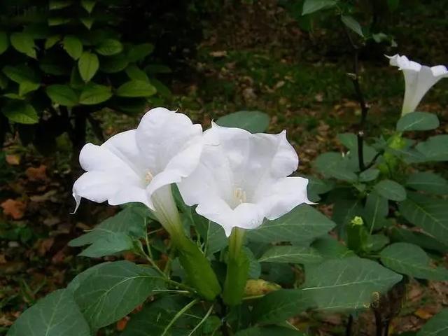 生活中有哪些有毒的花？插图4%
