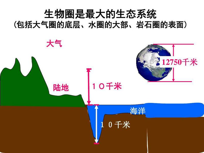 地球上最大的生态系统是什么插图1%