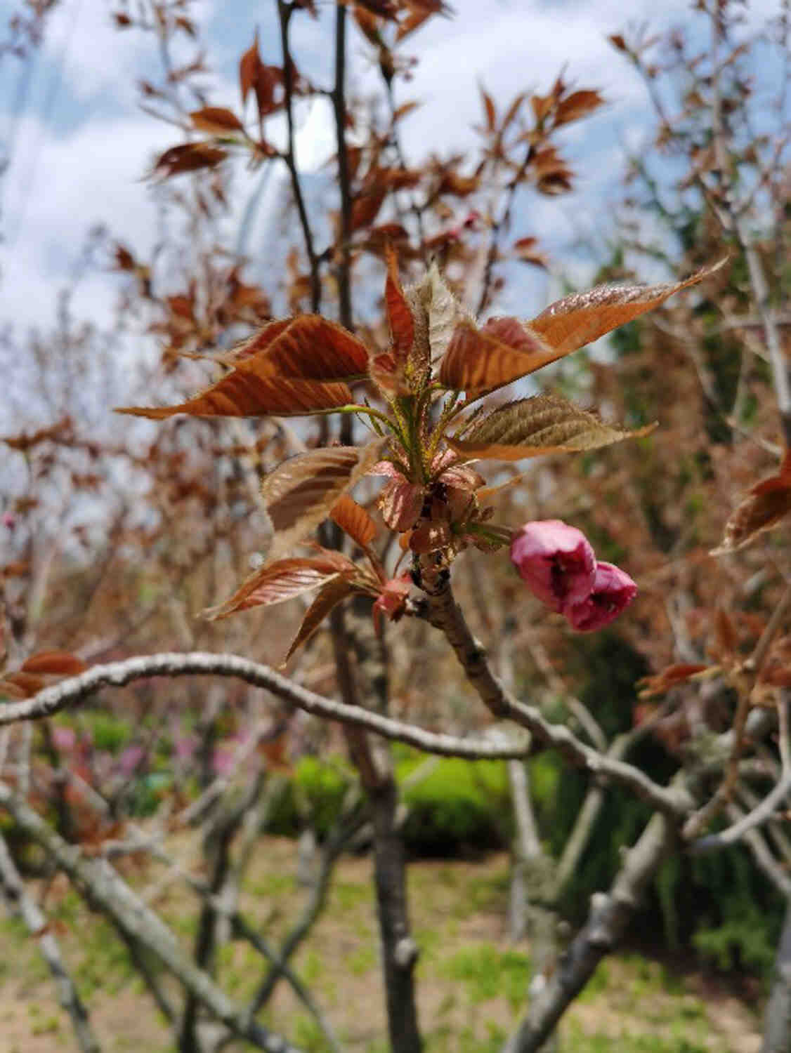 樱花 樱花什么时候开花