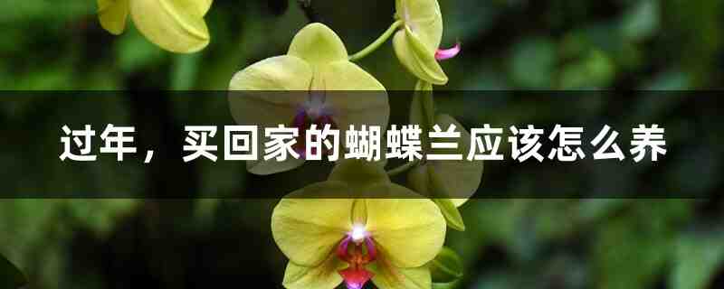 过年,买回家的蝴蝶兰应该怎么养 过年,买回家的蝴蝶兰应该怎么养