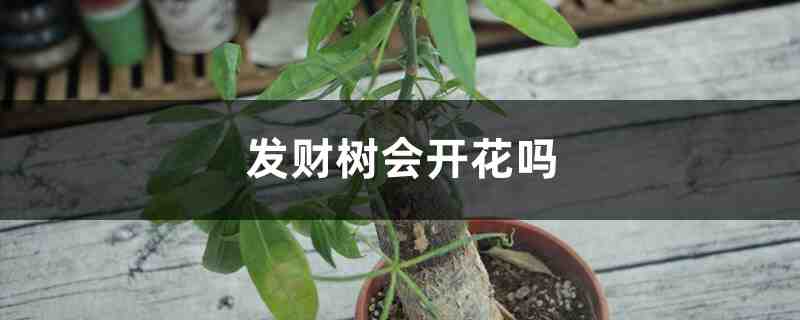 发财树会开花吗 发财树会开花吗