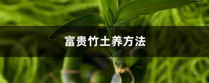 富贵竹能土养吗,怎么土养 富贵竹能土养吗,怎么土养