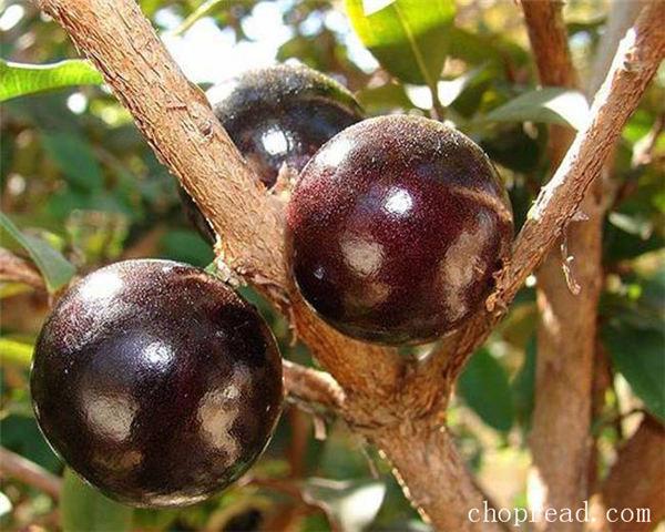 怪异树木结果,酷似长了巨大脓包-千呱资源网