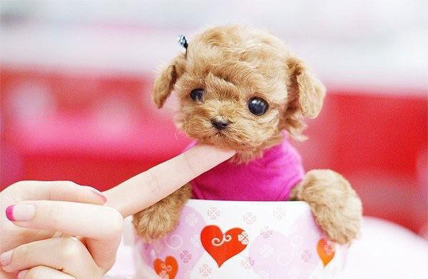 茶杯犬——狗狗控们的心都被萌化了!-千呱资源网
