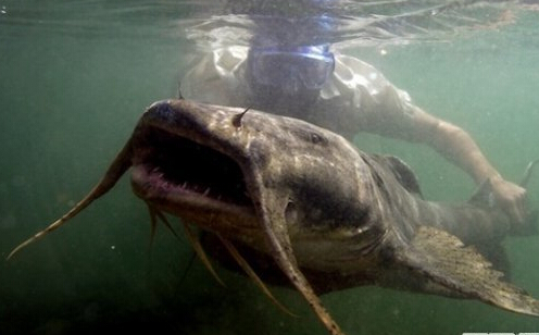 揭秘印度神秘食人水怪-千呱资源网