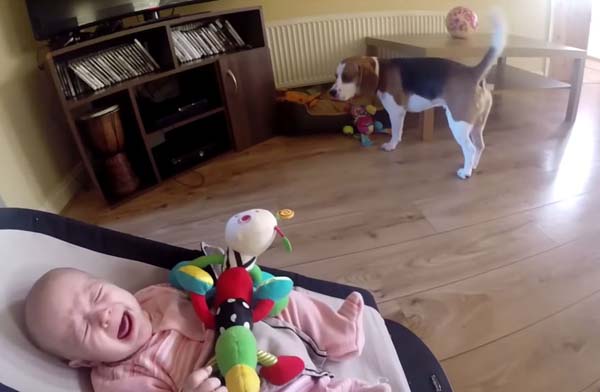 当狗狗偷了小主人的玩具-千呱资源网