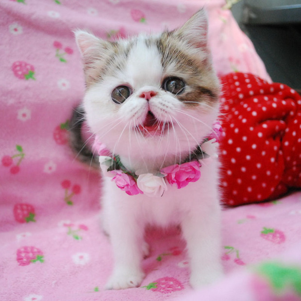 超萌加菲宝宝来报到啦!-千呱资源网