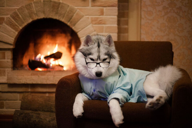 会装扮自己的哈士奇-千呱资源网