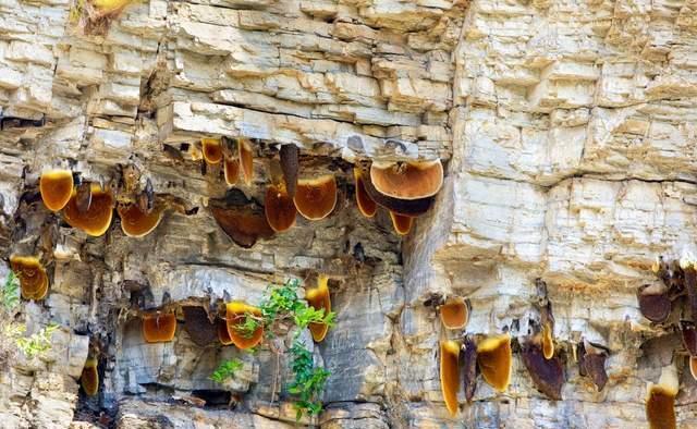 蜜蜂为什么会在悬崖峭壁上筑巢？-千呱资源网