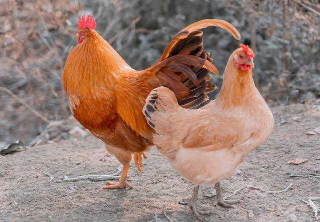 母鸡为什么会打鸣？-千呱资源网