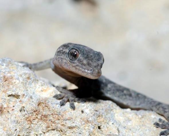 人畜无害的壁虎为什么称为五毒之一？-千呱资源网