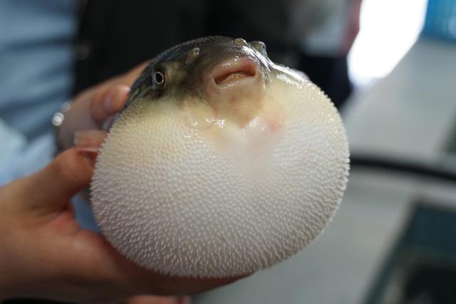 河豚为什么会鼓起来?-千呱资源网