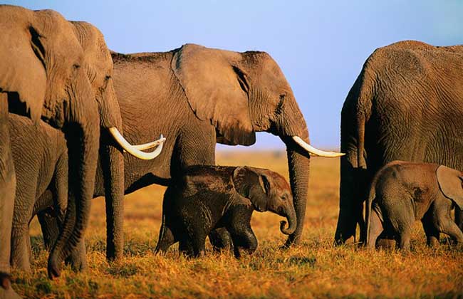 动物有哪些特殊的睡觉方式？-千呱资源网