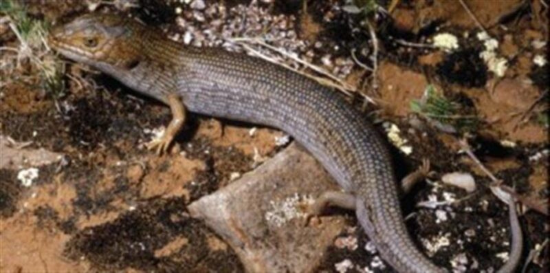 盘点地球上十大最懒的动物-千呱资源网