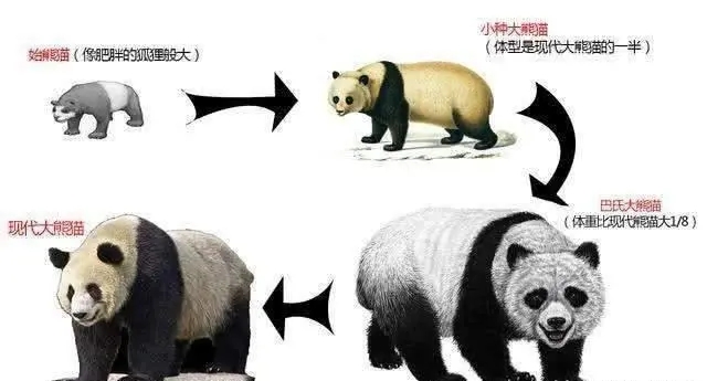 大熊猫的“出国”史-千呱资源网