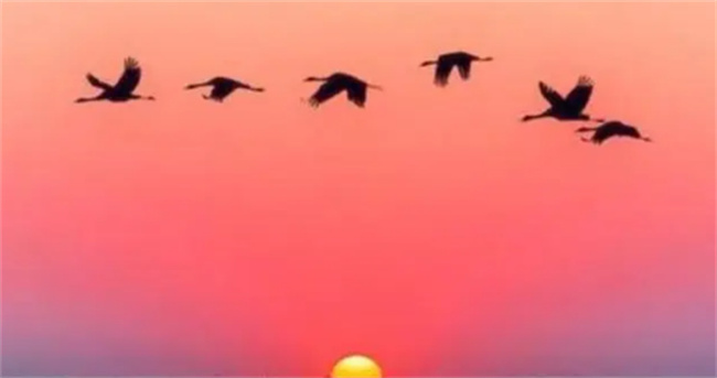 大雁飞到南方什么地方 为什么成人字形-千呱资源网