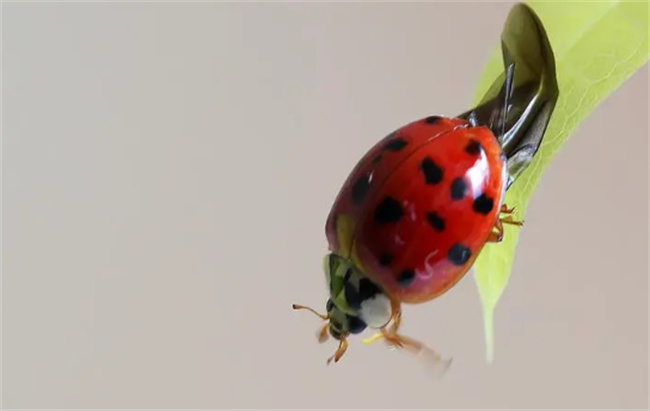 12星瓢虫是益虫还是害虫-千呱资源网