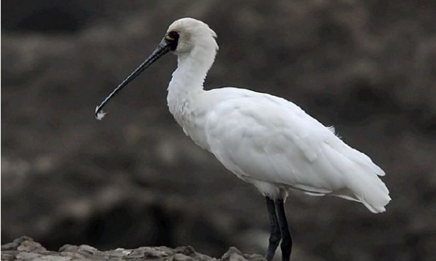 “鸟中熊猫”黑脸琵鹭有多珍贵?-千呱资源网