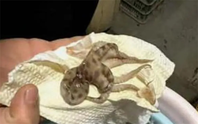 不小心吃了蓝环章鱼怎么办-千呱资源网