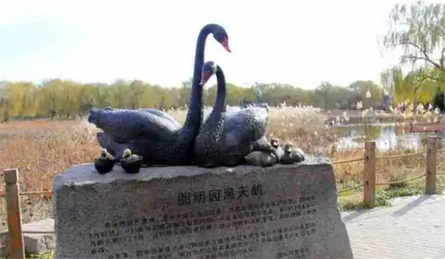 圆明园黑天鹅的来历-千呱资源网
