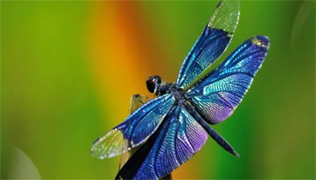 能在空中悬停还能向后飞的昆虫-千呱资源网