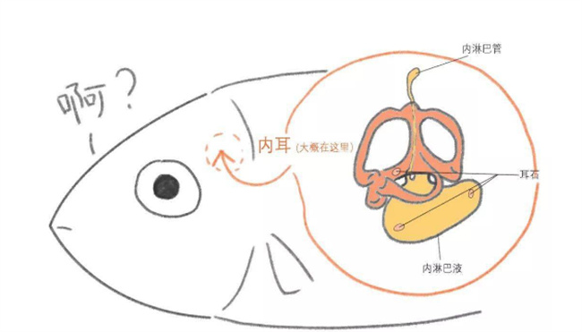 鱼有耳朵吗-千呱资源网