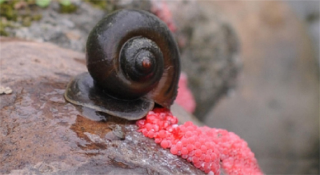 福寿螺到底能不能吃-千呱资源网