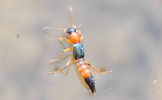 多地已发现隐翅虫 隐翅虫有哪些危害-千呱资源网