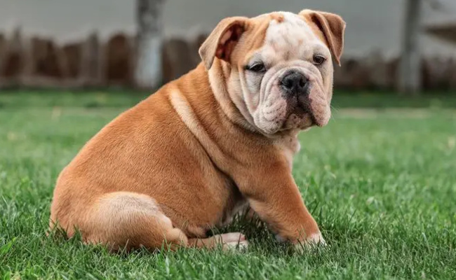 狗为什么不能吃盐和油-千呱资源网