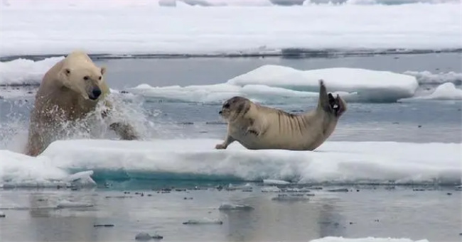 北极熊为什么不怕冷-千呱资源网