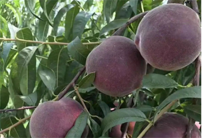 你见过黑色的桃子吗-千呱资源网